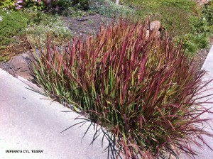 Imperata cylindrica 'Rubra'